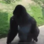 ape
