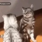 Que se Armen los Putazos