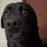 Shocked Sound Effect 1