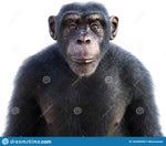 Angry Monkey Sound Effect ProSounds - Sound