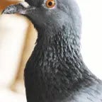 Pigeon AI #17