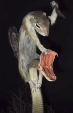 Project EuroMir - Liftoff!