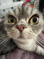 Goofy Ahh Dog Laugh (1)