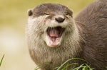 Otter cute whistle