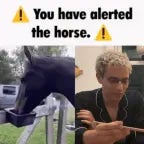 we are not horses were Humans's