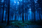 Nuit en fôret - Forest at night