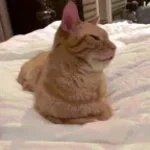 priver eating (four ur spoopy needs and prankng)