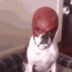 daredevil, forgive me