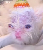 alien cat