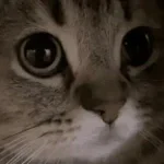 Fayed meow
