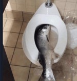 Jynxzi Enemy Combatant TikTok Meme