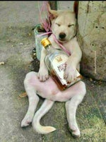 Guitar acustic spanish