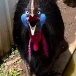 Cassowary Roar 2