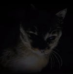 the bells of the peenar snipper guy