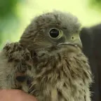 Bird Chirping