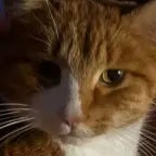 YOU DISGUSTING BLACK MONKEY