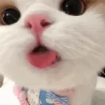 crying cat
