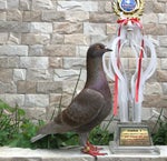 Karnamereka Ayah Ibu (Lirik Lagu)  ~ Suatu saat nanti kan kug