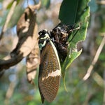 Cicadas