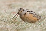 American Woodcock
