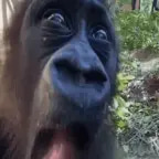 YEAH MONKEY