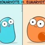 Eucariota futmatatis