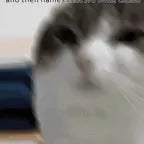Cat laughing at you then explode