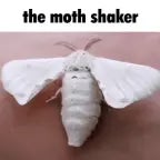 fluttering wings butteryfly moth insect