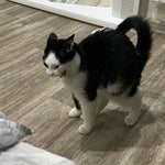 Steve's Lava Chicken