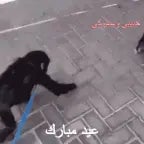 olha-o-macaco_1SSAZCI (1) - Sound