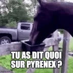Cheval Pshh