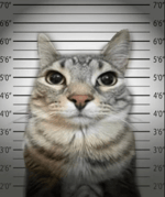 Eminem Lose Yourself Vocals only