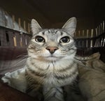 sprite cranberry gigglesaurus