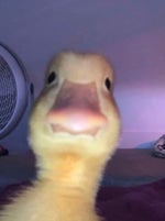 treat me like white tea