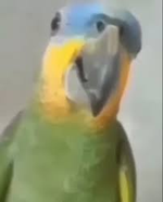 vem aqui pra mim te dar o priquito