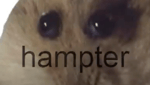 Sad Hamster Violin Meme (Full)