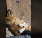 Tang fang getting active again