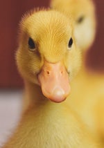 iamthatduck