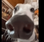 boing sound effect 1