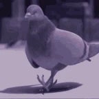 pigeon-37