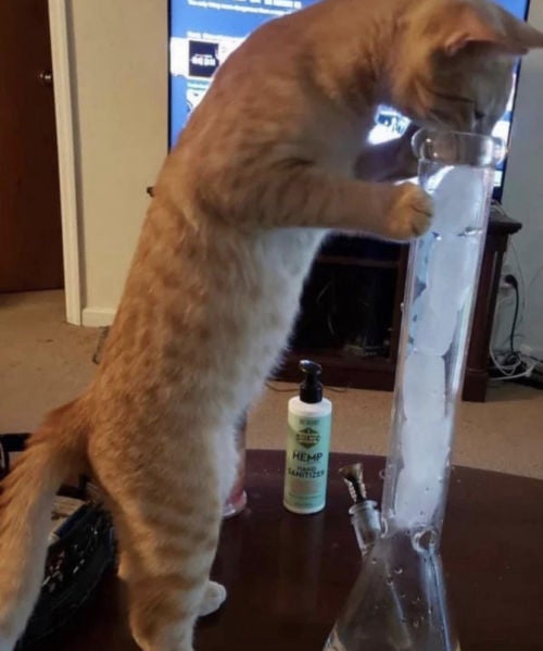 you just got beamed by carson2 Sound Effect Meme Button Tuna