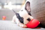 Dog Barking 3