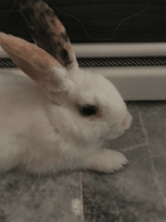 Valorant Spike Plant Sound Effect Soundboard Link