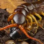 Ethmostigmus trigonopodus - Sound