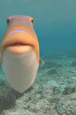 Spongebob Disappointed Sound Effect