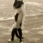 Ninja cat