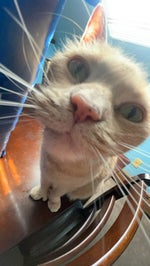 [FREE] playboi carti type beat