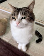 pirates of the Caribbean beatbox