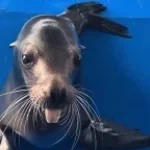 Autistic Sea Lion