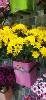 pretty little baby connie francis you can ask for flowers #shro - Sound